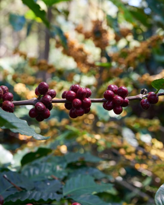 CAMOTE - Bolivia, Single Origin - Light Roast by Hola Coffee - Whole Bean or Ground, 12 oz. Bag